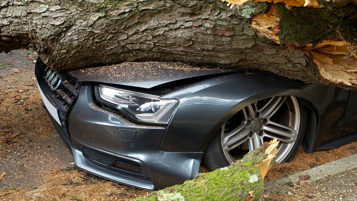 Voiture écrasée par un arbre tombé